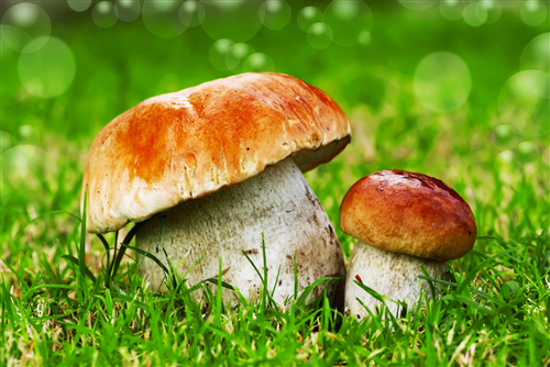 Raccolta funghi 2026